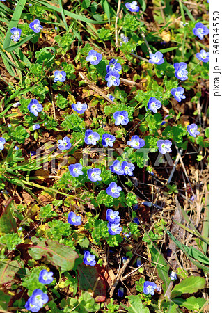 青い可憐な花を咲かせる雑草オオイヌノフグリの写真素材