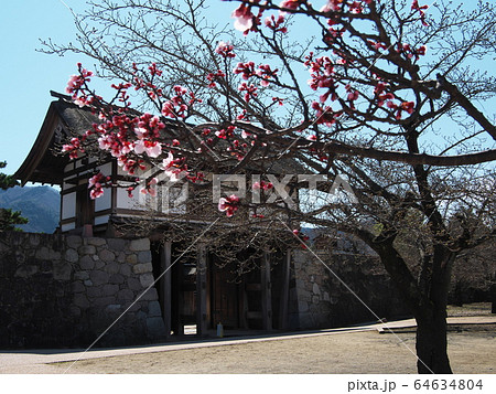 早春の海津城址公園　桜と南の櫓門 64634804