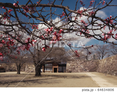 早春の海津城址公園　桜と北の櫓門 64634806