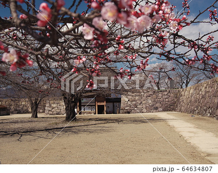 早春の海津城址公園　桜と北の櫓門 64634807