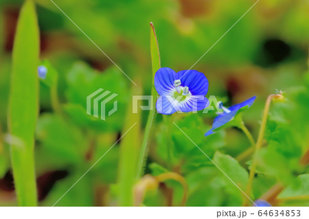 青い可憐な花を咲かせる雑草オオイヌノフグリ 青い可憐な花を咲かせる雑草オオイヌノフグリ 64634853