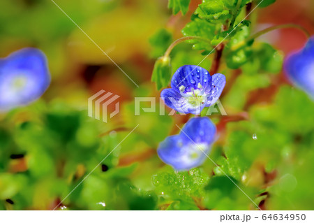 青い可憐な花を咲かせる雑草オオイヌノフグリの写真素材