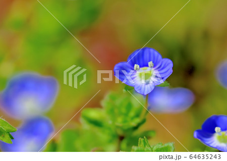 青い可憐な花を咲かせる雑草オオイヌノフグリの写真素材