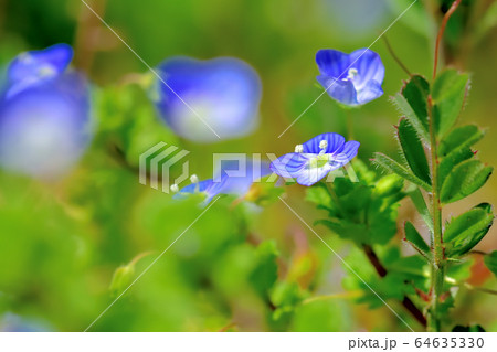 青い可憐な花を咲かせる雑草オオイヌノフグリ 64635330