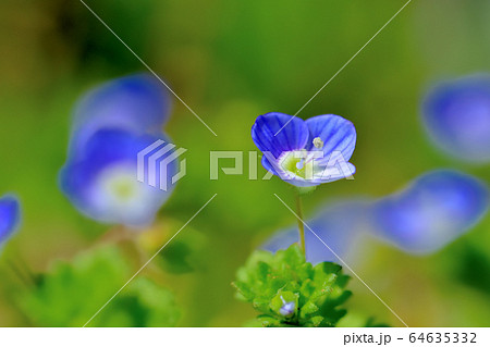 青い可憐な花を咲かせる雑草オオイヌノフグリ 青い可憐な花を咲かせる雑草オオイヌノフグリ 64635332