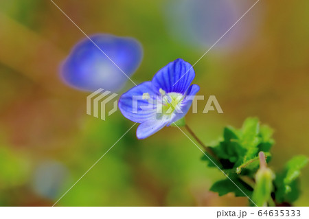 青い可憐な花を咲かせる雑草オオイヌノフグリ 青い可憐な花を咲かせる雑草オオイヌノフグリ 64635333