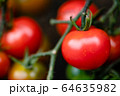 トマト 家庭菜園 収穫時期 64635982