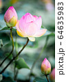 Water Lilies Lotus Pond Flower 64635983