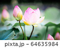 Water Lilies Lotus Pond Flower 64635984