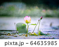 Water Lilies Lotus Pond Flower 64635985