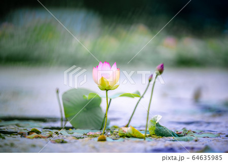 Water Lilies Lotus Pond Flower Water Lilies Lotus Pond Flower 64635985