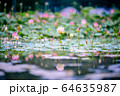 Water Lilies Lotus Pond Flower 64635987