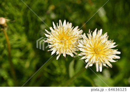 白花タンポポ 白花タンポポ 64636125