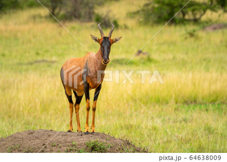 Topi stands on dirt mound watching camera 64638009