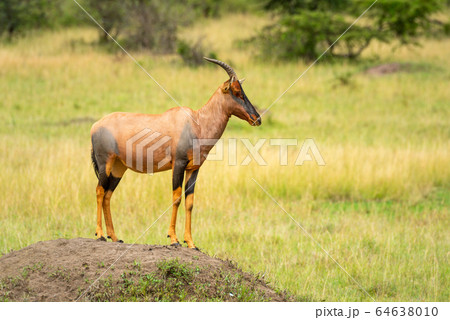 Topi stands on dirt mound in profile 64638010