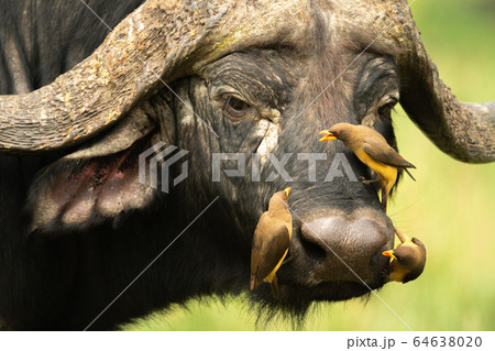 Three yellow-billed oxpeckers on Cape buffalo face Three yellow-billed oxpeckers on Cape buffalo face 64638020