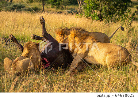 Three male lions feed on Cape buffalo 64638025