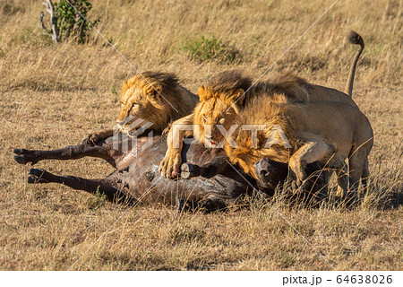 Three male lion lie on dead buffalo 64638026