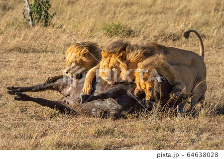 Three male lion lie on buffalo carcase 64638028