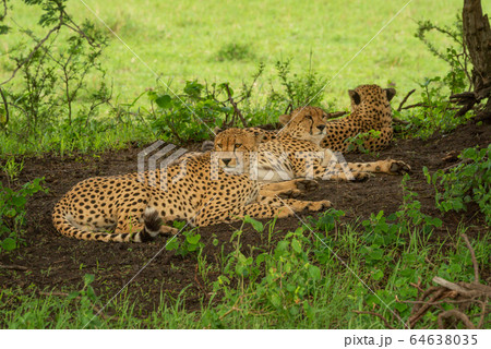 Three male cheetah lying down in shade 64638035