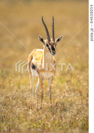 Thomson gazelle stands on savannah eyeing camera Thomson gazelle stands on savannah eyeing camera 64638054