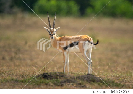 Thomson gazelle stands in grassland eyeing camera 64638058