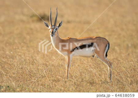 Thomson gazelle stands eyeing camera in grass Thomson gazelle stands eyeing camera in grass 64638059