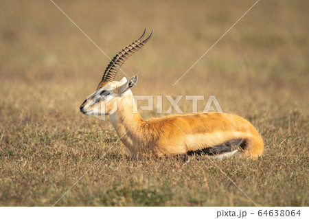 Thomson gazelle lies on grass in profile Thomson gazelle lies on grass in profile 64638064