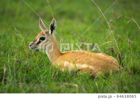 Thomson gazelle fawn lies in long grass 64638065