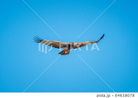 Tawny eagle soars under perfect blue sky Tawny eagle soars under perfect blue sky 64638078