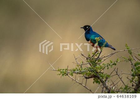 Superb starling in profile on thorn tree Superb starling in profile on thorn tree 64638109