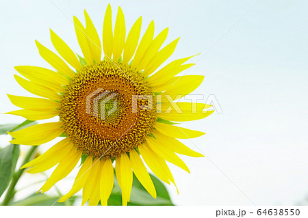 ひまわり 64638550