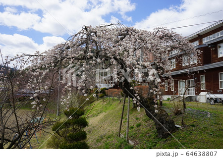 小学校にあった桜モリオカシダレ 小学校にあった桜モリオカシダレ 64638807