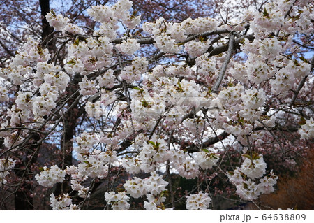 小学校にあった桜モリオカシダレ 64638809