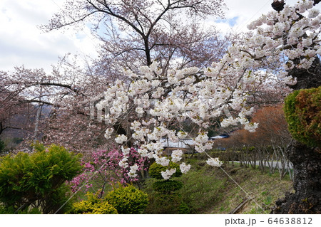 小学校にあった桜モリオカシダレ 小学校にあった桜モリオカシダレ 64638812