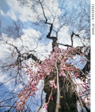 神原のしだれ桜の近接アップ写真です。バックは綺麗にぼかしています。 64638981