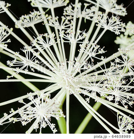 夏の渓流に咲く白いシシウドの花です。着物の柄のように、幾何学模様で八方に広がって咲いています。 64638989