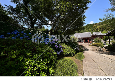 矢田寺より 64639294