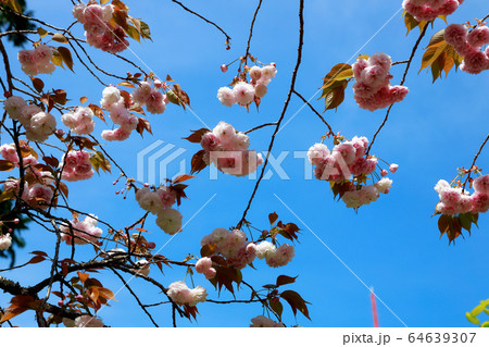 八重桜 八重桜 64639307