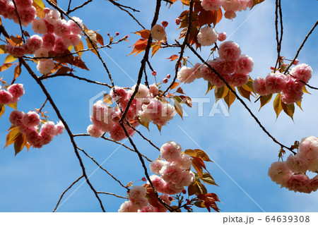 八重桜 八重桜 64639308