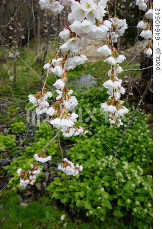 二升石にあるモリオカシダレもうすぐ満開 64640642