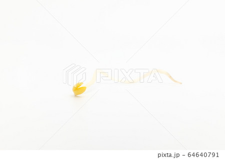 もやし 植物 豆 64640791