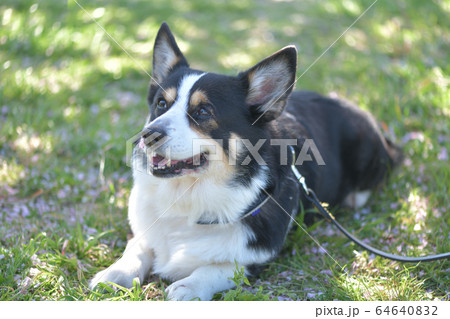 桜の季節に散歩して休憩中の黒いコーギー 64640832