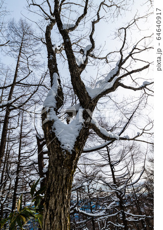 雪積もる大木 雪積もる大木 64640917
