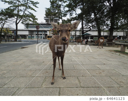 鹿の顔 64641123