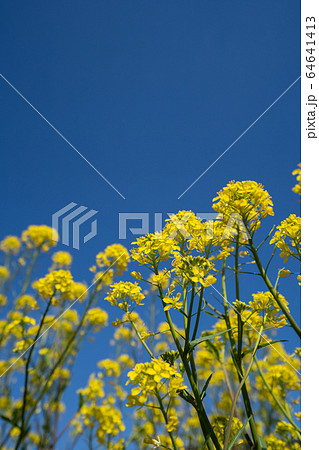 春の光が降り注ぐ菜の花と青空のコピースペース 春の光が降り注ぐ菜の花と青空のコピースペース 64641413