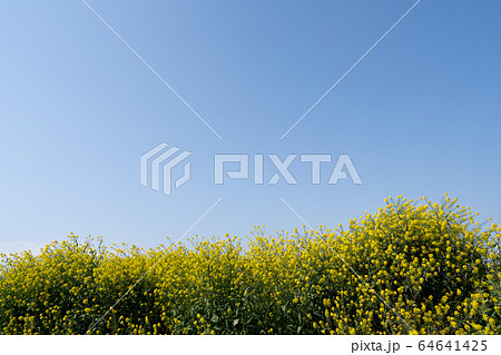 春の光が降り注ぐ菜の花と青空のコピースペース 64641425