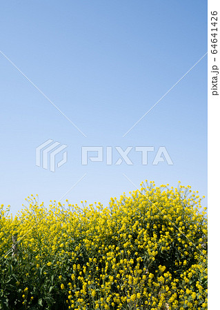 春の光が降り注ぐ菜の花と青空のコピースペース 春の光が降り注ぐ菜の花と青空のコピースペース 64641426