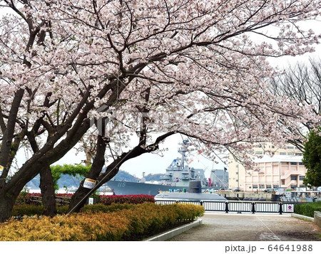 横須賀・ヴェルニー公園の桜 横須賀・ヴェルニー公園の桜 64641988