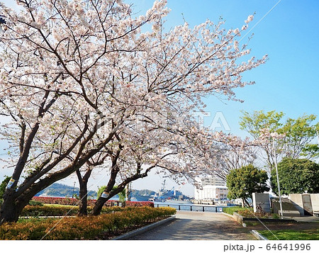 横須賀・ヴェルニー公園の桜 横須賀・ヴェルニー公園の桜 64641996